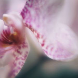 Preview wallpaper orchid, petals, flower, blur