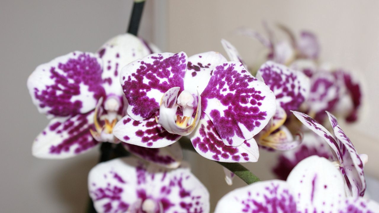 Wallpaper orchid, petals, flower, spots