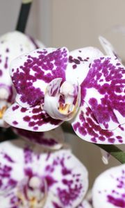 Preview wallpaper orchid, petals, flower, spots