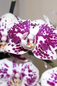 Preview wallpaper orchid, petals, flower, spots
