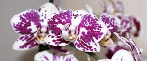 Preview wallpaper orchid, petals, flower, spots