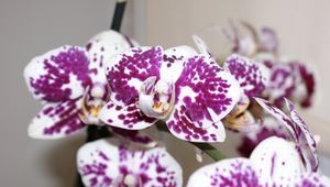 Preview wallpaper orchid, petals, flower, spots