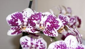 Preview wallpaper orchid, petals, flower, spots