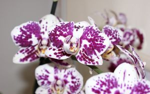 Preview wallpaper orchid, petals, flower, spots