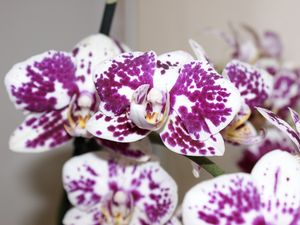 Preview wallpaper orchid, petals, flower, spots