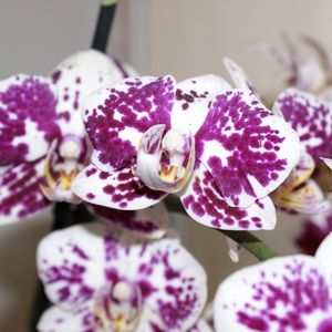 Preview wallpaper orchid, petals, flower, spots