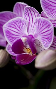 Preview wallpaper orchid, petals, flowers