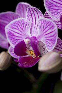 Preview wallpaper orchid, petals, flowers