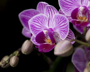 Preview wallpaper orchid, petals, flowers