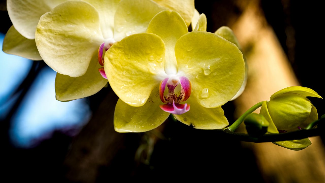 Wallpaper orchid, petals, macro, drops, yellow
