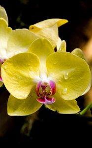 Preview wallpaper orchid, petals, macro, drops, yellow