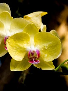 Preview wallpaper orchid, petals, macro, drops, yellow