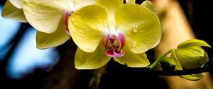 Preview wallpaper orchid, petals, macro, drops, yellow