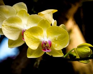 Preview wallpaper orchid, petals, macro, drops, yellow