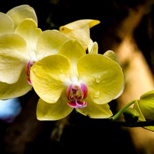 Preview wallpaper orchid, petals, macro, drops, yellow