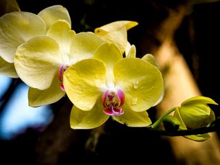 320x240 Wallpaper orchid, petals, macro, drops, yellow