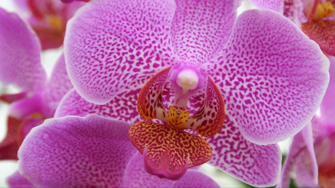 Wallpaper orchid, pink, flower, close-up