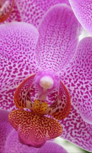 Preview wallpaper orchid, pink, flower, close-up
