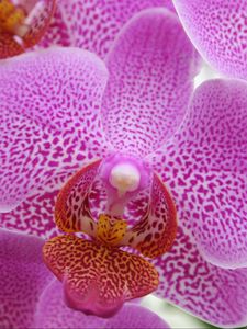 Preview wallpaper orchid, pink, flower, close-up