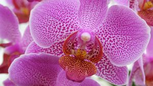 Preview wallpaper orchid, pink, flower, close-up