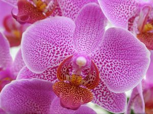 Preview wallpaper orchid, pink, flower, close-up