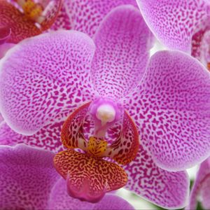 Preview wallpaper orchid, pink, flower, close-up