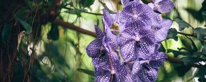 Preview wallpaper orchid, purple, striped, exotic, sharpness