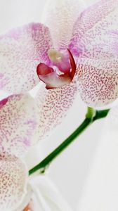Preview wallpaper orchid, spotted, close up, exotic