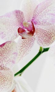 Preview wallpaper orchid, spotted, close up, exotic