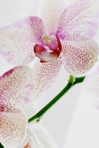 Preview wallpaper orchid, spotted, close up, exotic