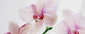 Preview wallpaper orchid, spotted, close up, exotic