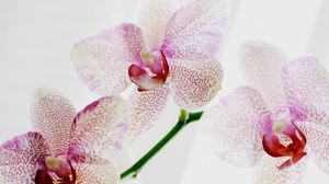 Preview wallpaper orchid, spotted, close up, exotic