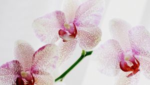 Preview wallpaper orchid, spotted, close up, exotic