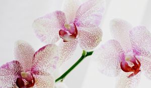 Preview wallpaper orchid, spotted, close up, exotic