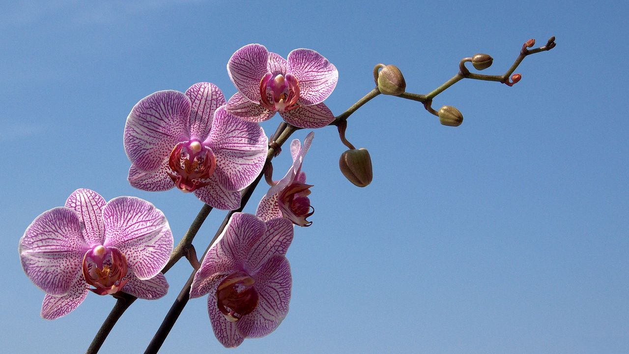 Wallpaper orchid, striped, sky, branch