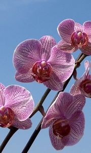 Preview wallpaper orchid, striped, sky, branch