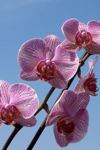 Preview wallpaper orchid, striped, sky, branch