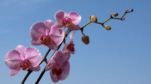 Preview wallpaper orchid, striped, sky, branch
