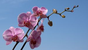 Preview wallpaper orchid, striped, sky, branch