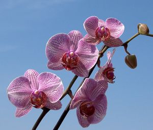 Preview wallpaper orchid, striped, sky, branch