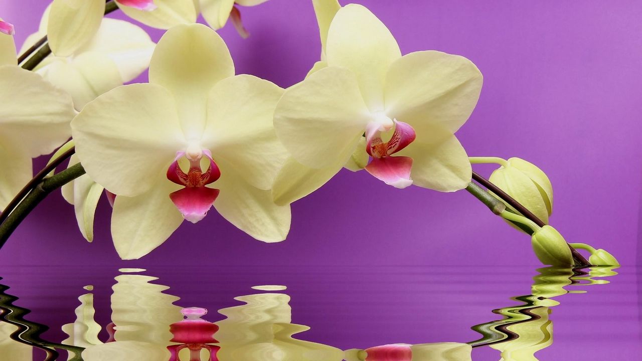 Wallpaper orchid, twig, water, reflection