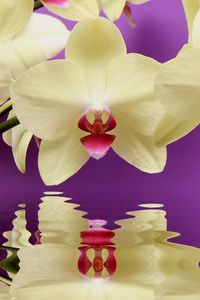 Preview wallpaper orchid, twig, water, reflection