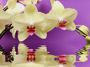 Preview wallpaper orchid, twig, water, reflection