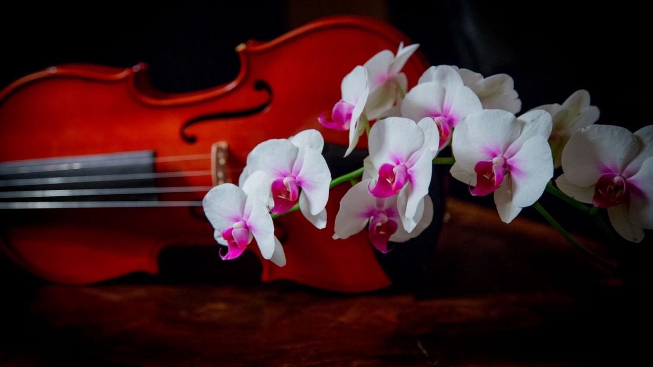 Wallpaper orchid, two-tone, branch, violin