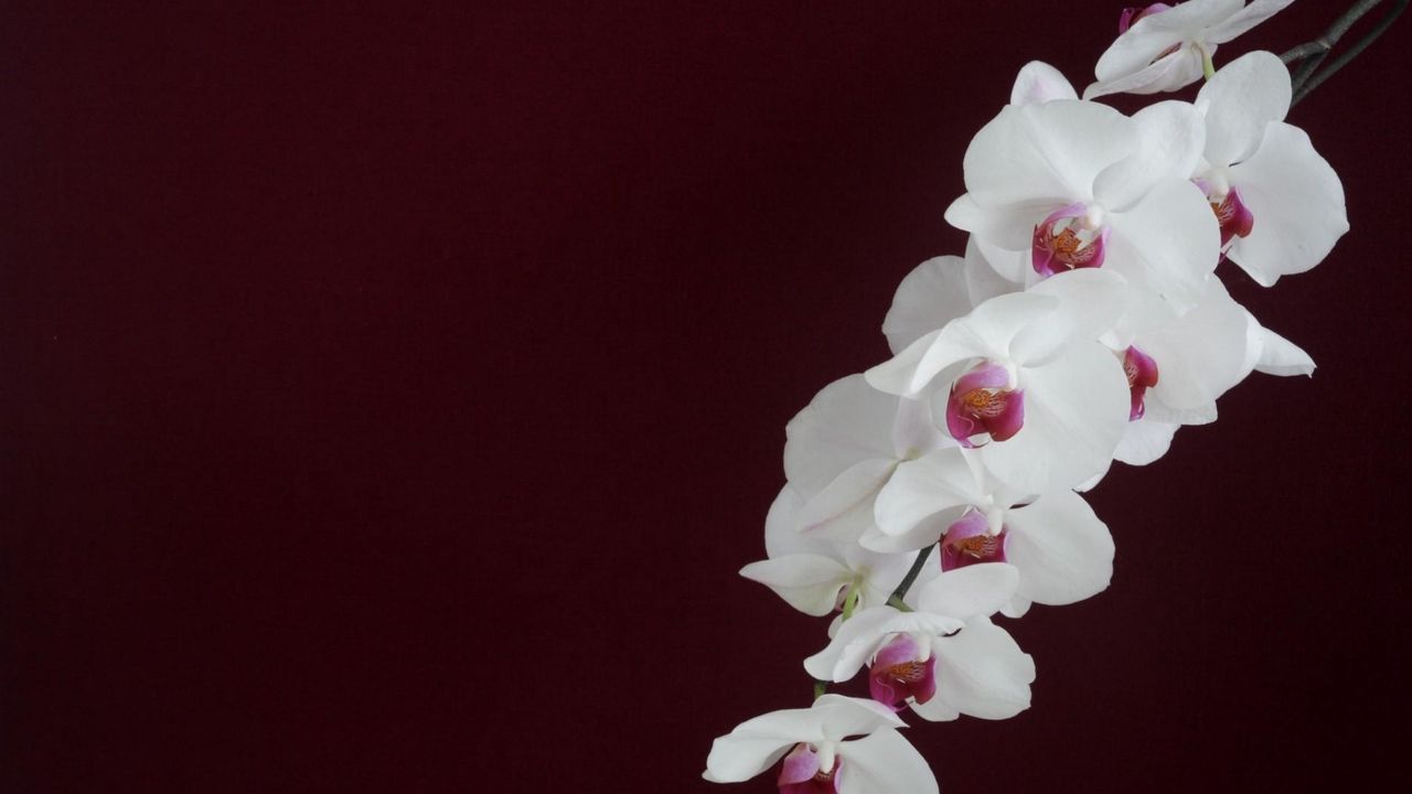 Wallpaper orchid, white, branch, background