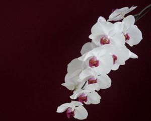 Preview wallpaper orchid, white, branch, background