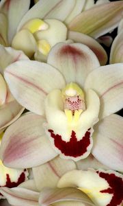 Preview wallpaper orchid, white, close-up, flower