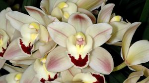Preview wallpaper orchid, white, close-up, flower