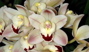 Preview wallpaper orchid, white, close-up, flower