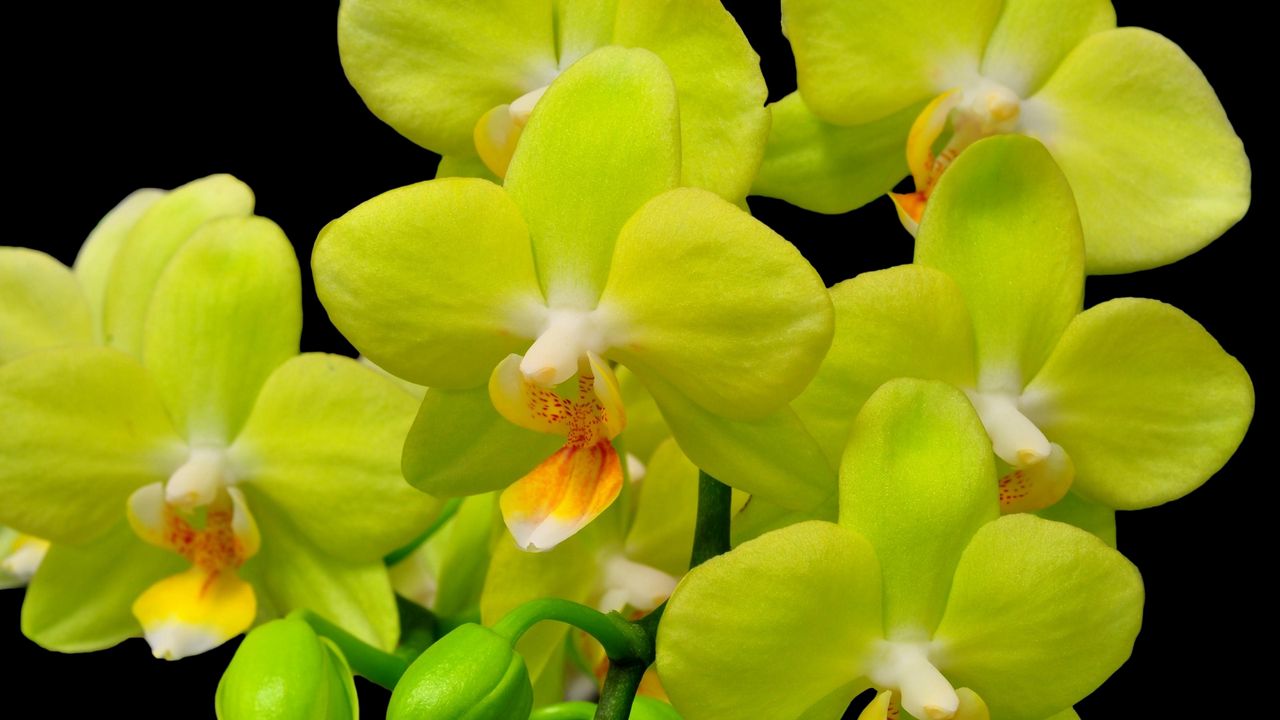 Wallpaper orchid, yellow, flower, close-up, twig, black background